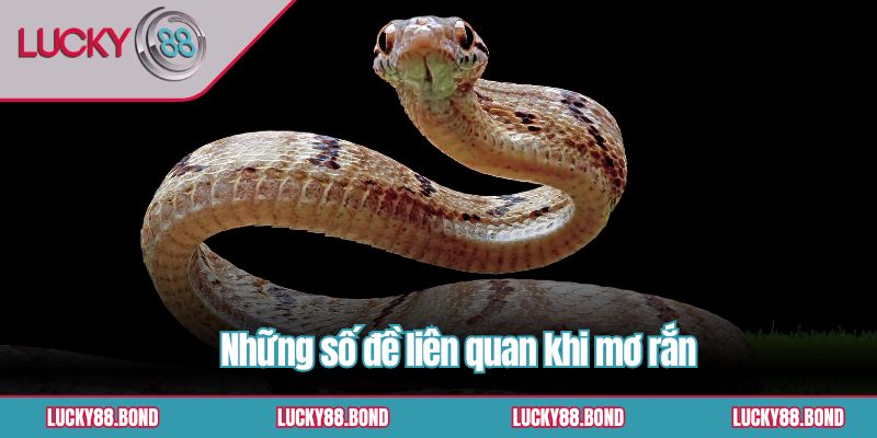 Những số đề liên quan khi mơ rắn